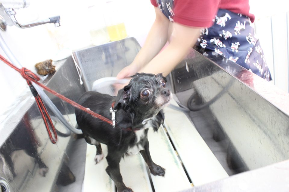 PET SALON & HOTEL Chere PET SALON & HOTEL Chere