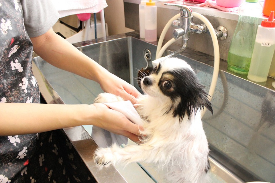ペットサロンクレアなんば桜川店 ペットサロンクレアなんば桜川店