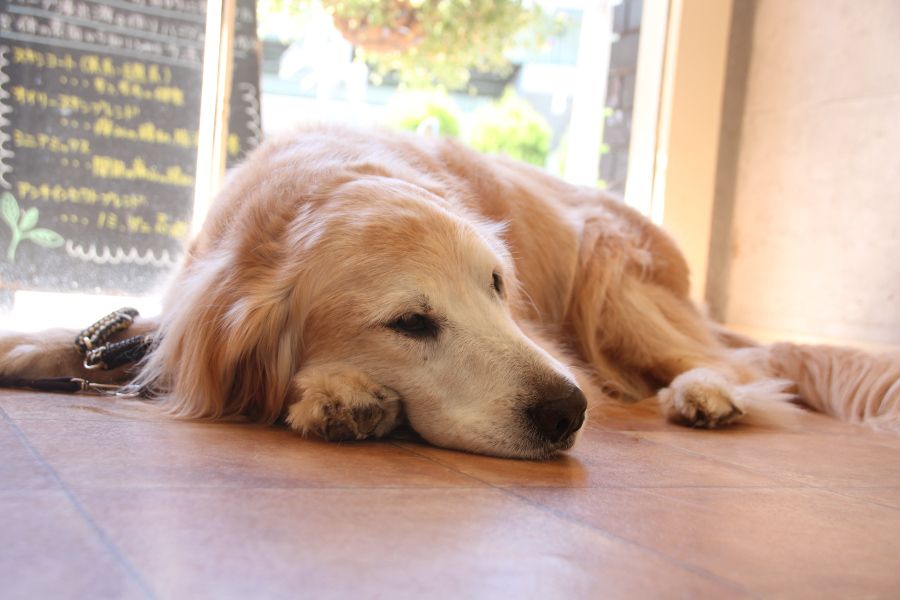 ハローズドッグ(HELLO’S DOG) ハローズドッグ(HELLO’S DOG)