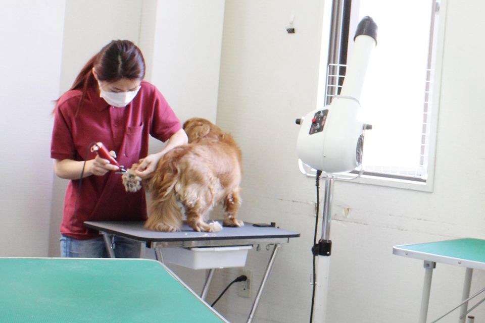 PET SALON & HOTEL Chere PET SALON & HOTEL Chere