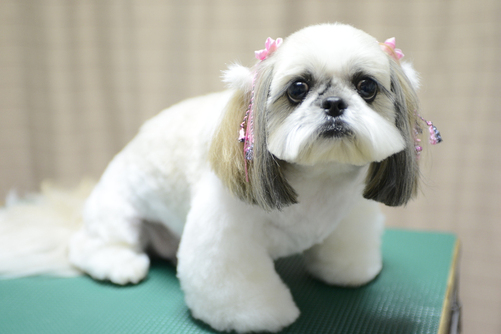 わんちゃんの美容室 Dog Nest わんちゃんの美容室 Dog Nest