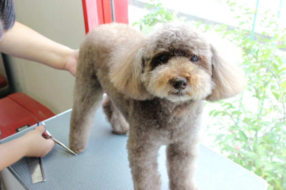 Doggy Wash Twinkle Doggy Wash Twinkle