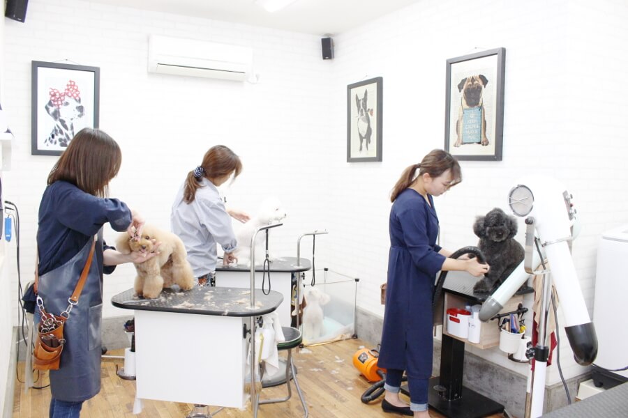 APRICOT TAIL Groomigstudio APRICOT TAIL Groomigstudio