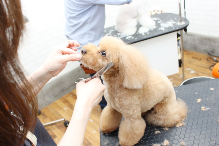 APRICOT TAIL Groomigstudio APRICOT TAIL Groomigstudio