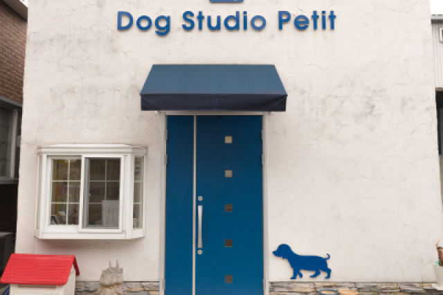 Dog Studio Petit
