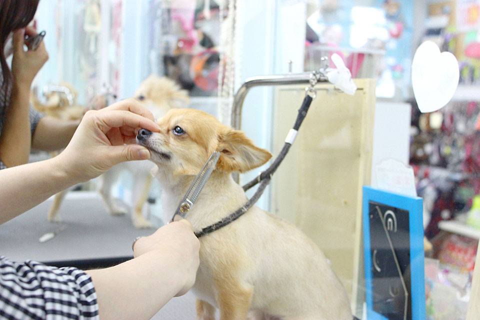 Pet House わんだふる