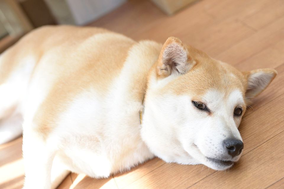 画像説明 画像説明