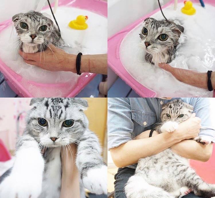 pet care salon Annneve -アンネイヴ- pet care salon Annneve -アンネイヴ-