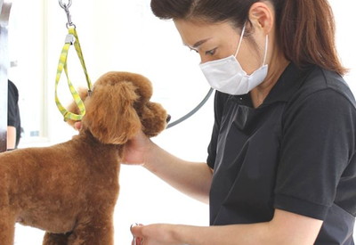 Dogsalon Ange(ドッグサロン アンジュ)トリミング中 Dogsalon Ange(ドッグサロン アンジュ)トリミング中