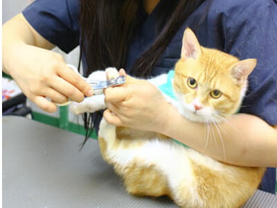 .ペットサロン&ホテル美秀猫トリミング中写真 .ペットサロン&ホテル美秀猫トリミング中写真