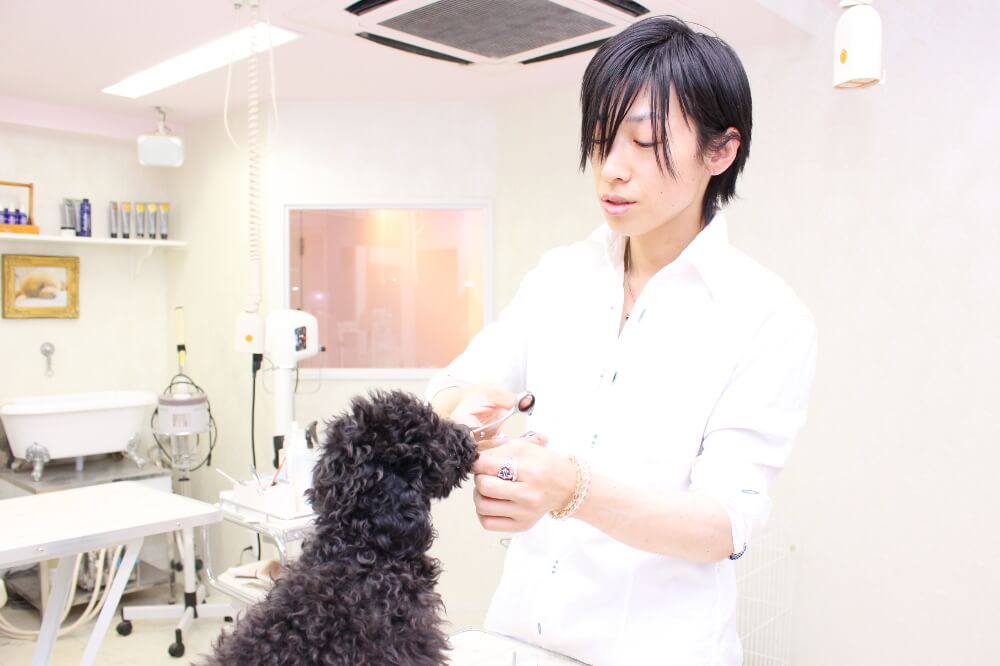 pet salon Dearest pet salon Dearest