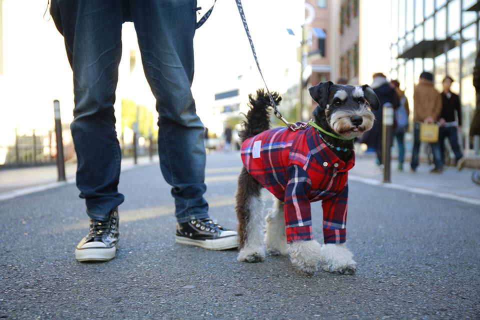 DOG's PRO SHOP TERRIER'S(テリアス)目黒店 DOG's PRO SHOP TERRIER'S(テリアス)目黒店