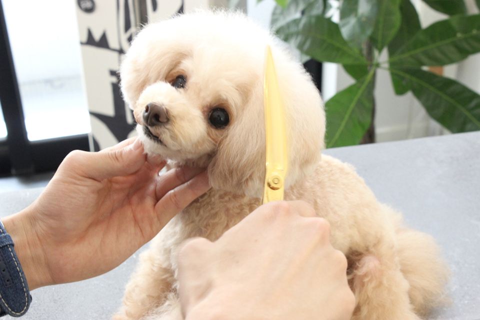 Dog salon Loui's(ルイス)