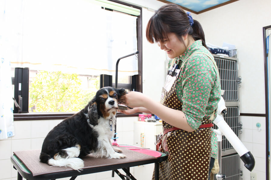MISA(大倉山動物病院ペットサロン) MISA(大倉山動物病院ペットサロン)
