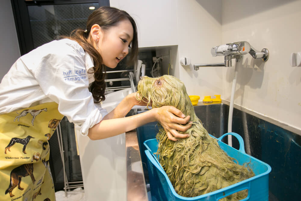 皮膚と耳専門 ヒフカフェ動物病院 多摩川(トリミング) 皮膚と耳専門 ヒフカフェ動物病院 多摩川(トリミング)