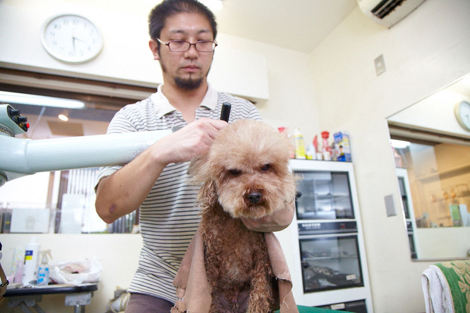 DOG AVENUE DOG AVENUE