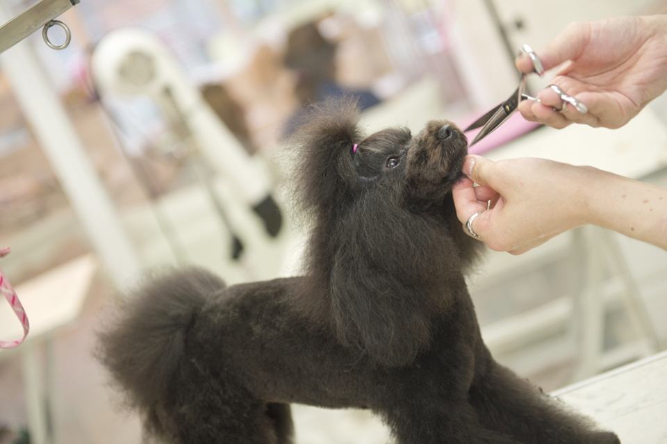 pet salon Dearest pet salon Dearest