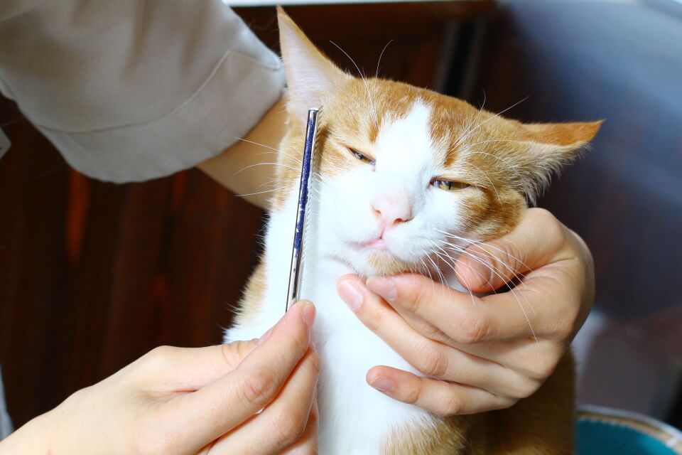 トリミング&ホテル アラモードcat トリミング&ホテル アラモードcat