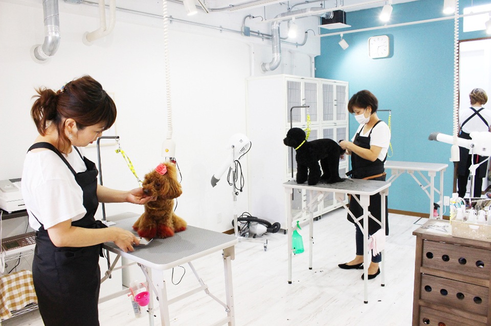 Dog サロン Qoo 鳴尾店 Dog サロン Qoo 鳴尾店