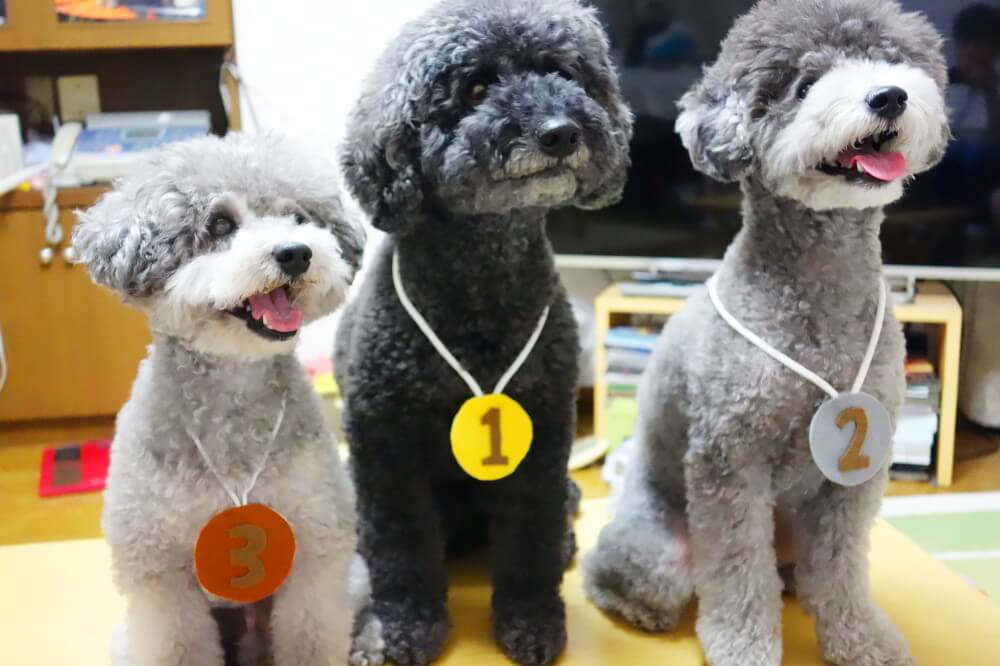 ペットハウス Wanco ペットハウス Wanco