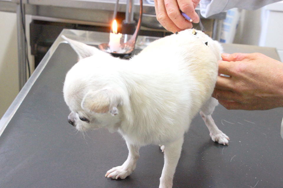 せじま動物病院 せじま動物病院