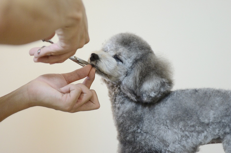 出張トリミングGROW DOG 出張トリミングGROW DOG
