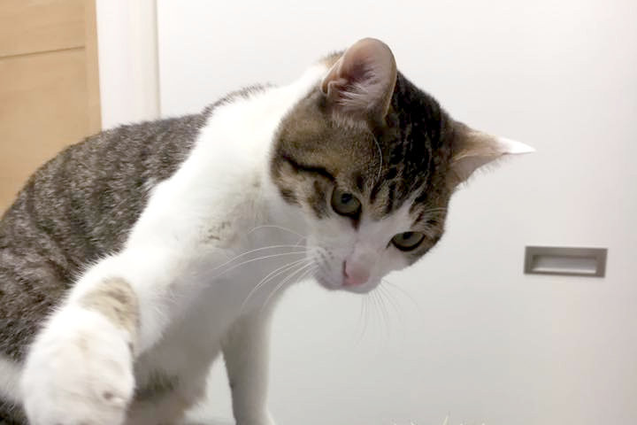 あかつき動物病院 あかつき動物病院