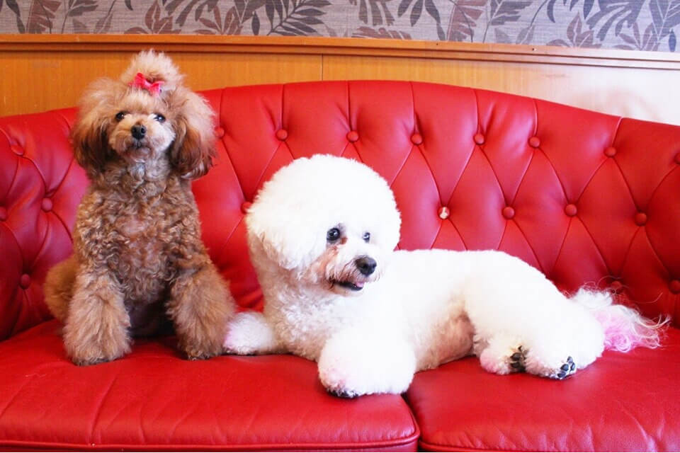 Cafe’de RoRo & DOGS (カフェ デ ロロ) くずは店 Cafe’de RoRo & DOGS (カフェ デ ロロ) くずは店