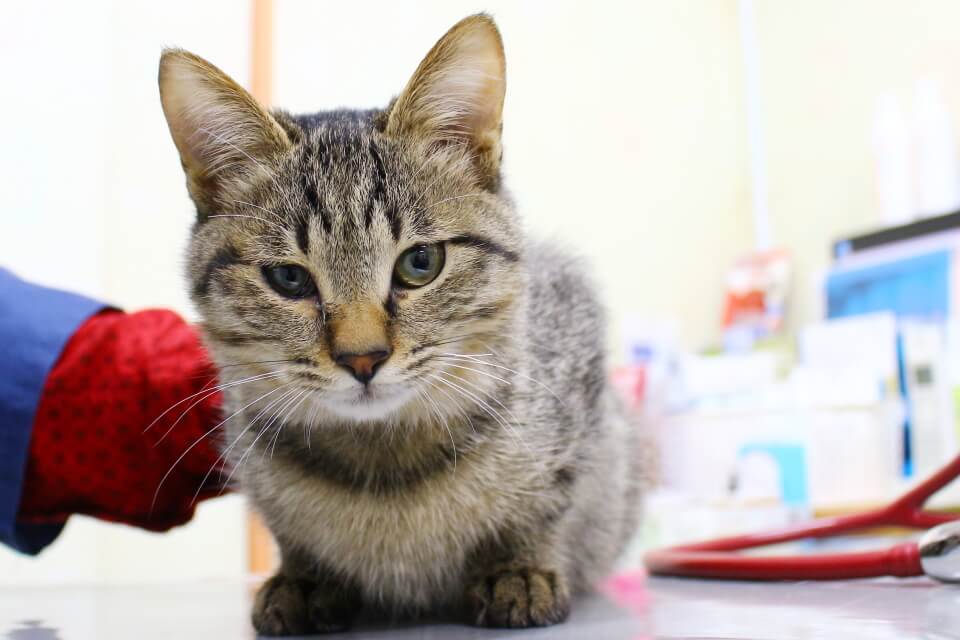 みのり動物クリニック みのり動物クリニック