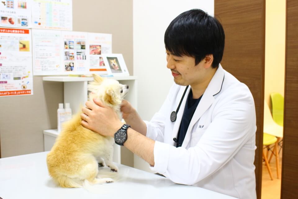 とよす動物病院 とよす動物病院
