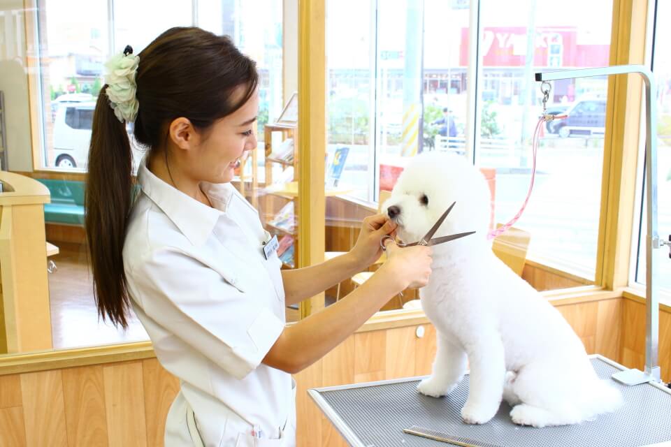 トリミングサロンalamode(アラモード)柏店 トリミングサロンalamode(アラモード)柏店