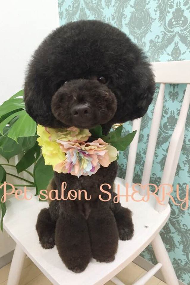 ドッグソープのお店 Pet Salon SHERRY ドッグソープのお店 Pet Salon SHERRY