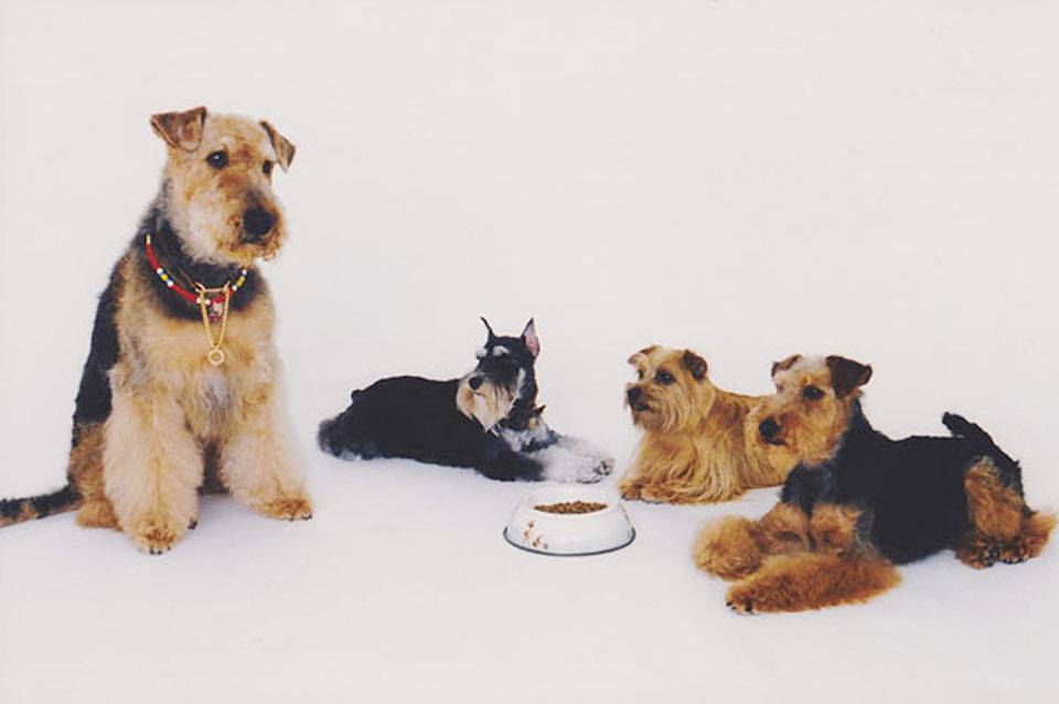 DOG's PRO SHOP TERRIER'S(テリアス)麻布店 DOG's PRO SHOP TERRIER'S(テリアス)麻布店