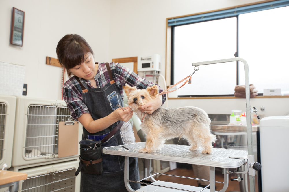Dog salon be happy Dog salon be happy
