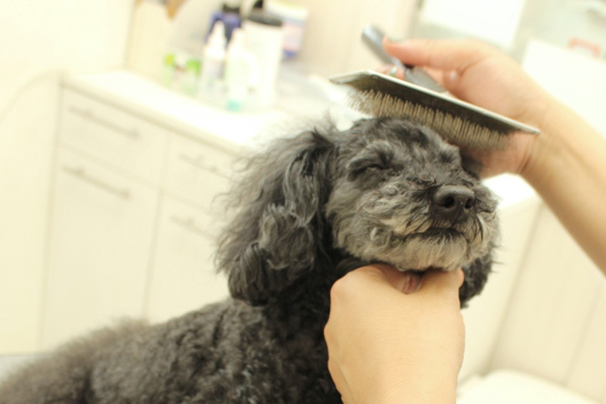 dog salon mischief dog salon mischief