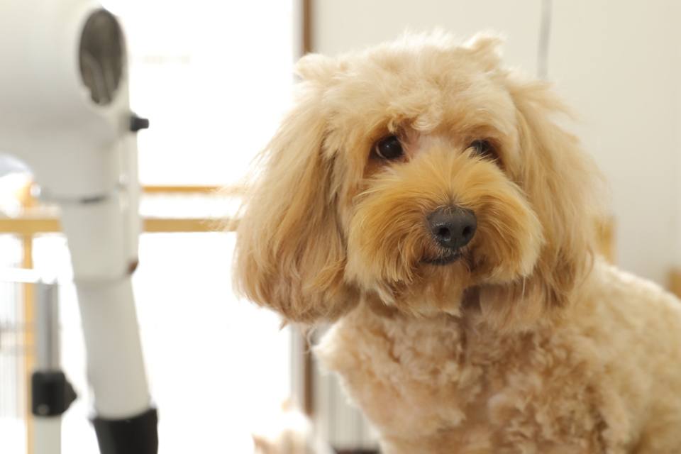 Dog Note Dog Note