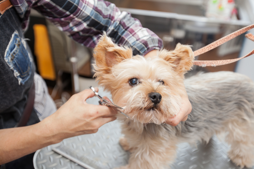 Dog salon be happy Dog salon be happy