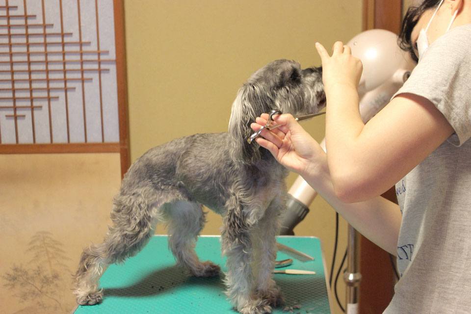 犬のとこやさん ユーリ 犬のとこやさん ユーリ