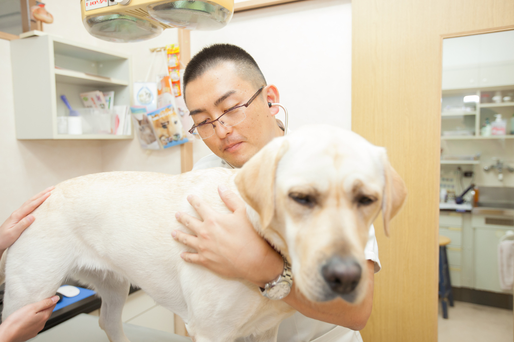 学が丘動物病院(トリミング) 学が丘動物病院(トリミング)