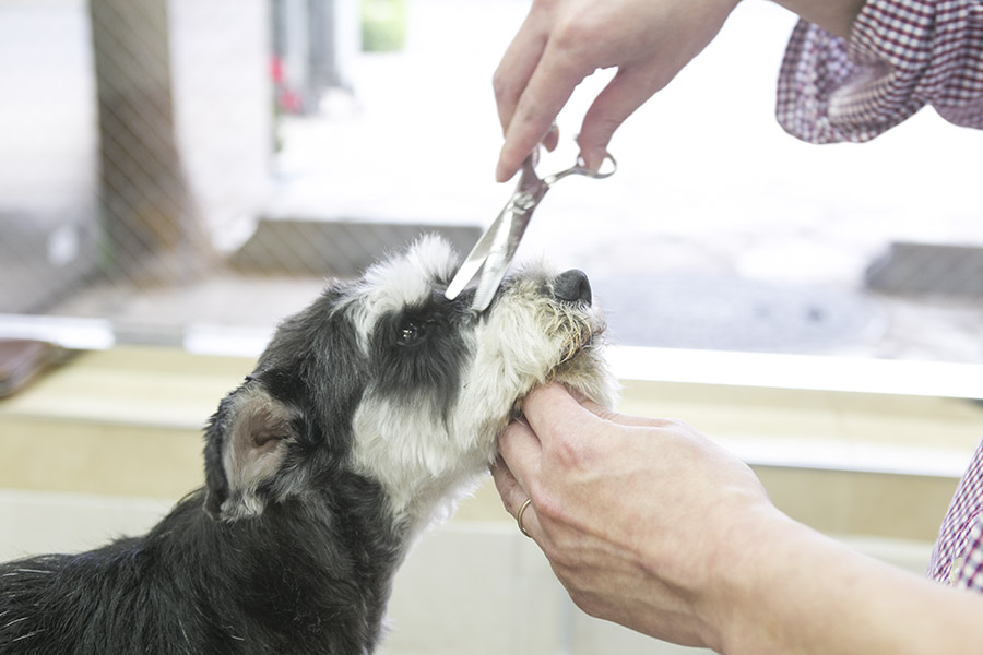 DOG's PRO SHOP TERRIER'S(テリアス)目黒店 DOG's PRO SHOP TERRIER'S(テリアス)目黒店