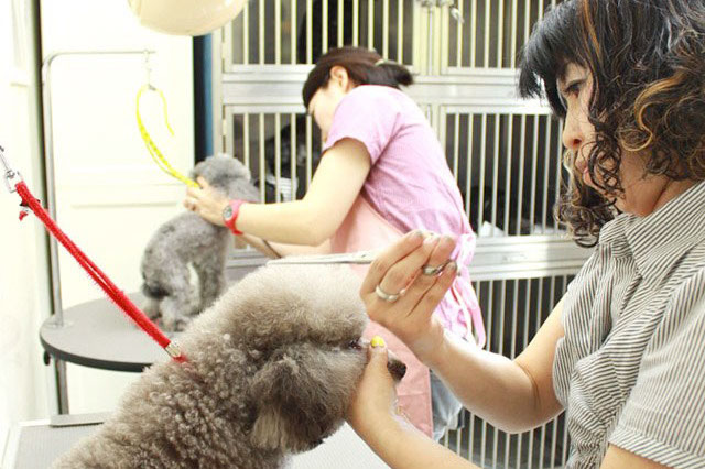 Tiny moco ケンネル Tiny moco ケンネル