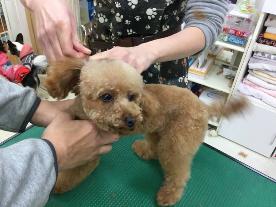 画像説明 画像説明