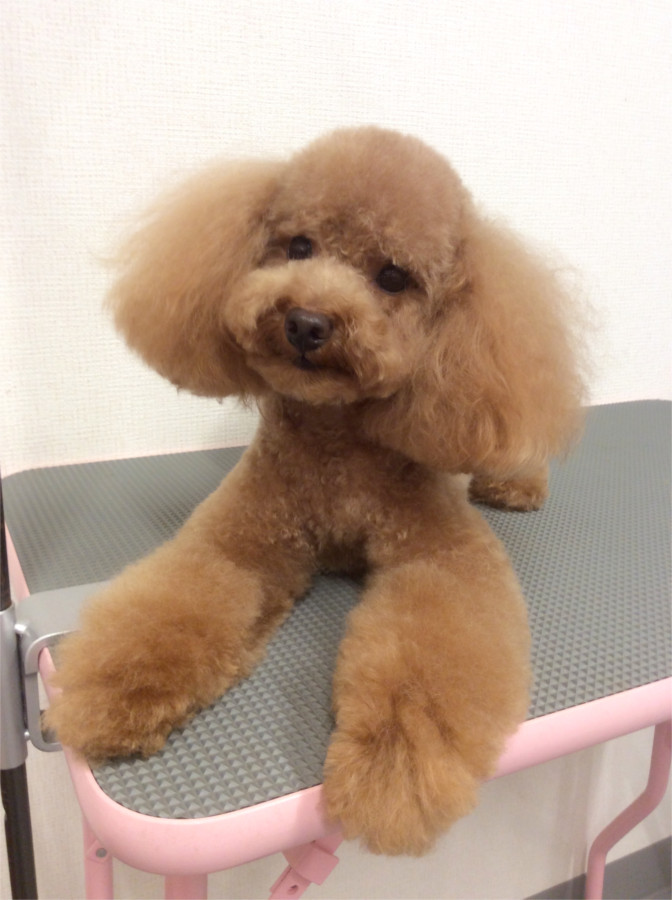 ペットサロン WOOF ペットサロン WOOF