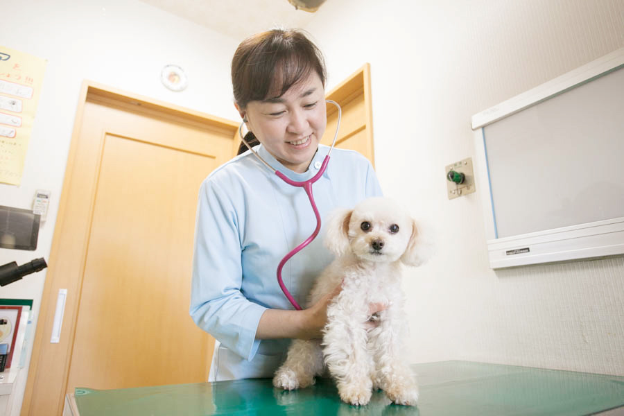 新宿犬猫病院 新宿犬猫病院