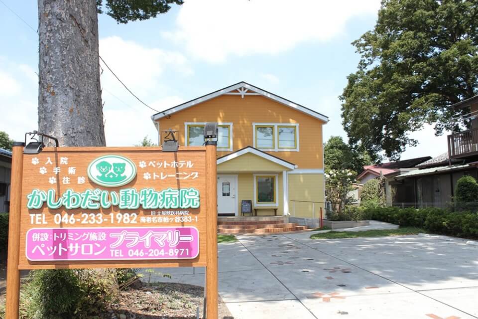プライマリー プライマリー