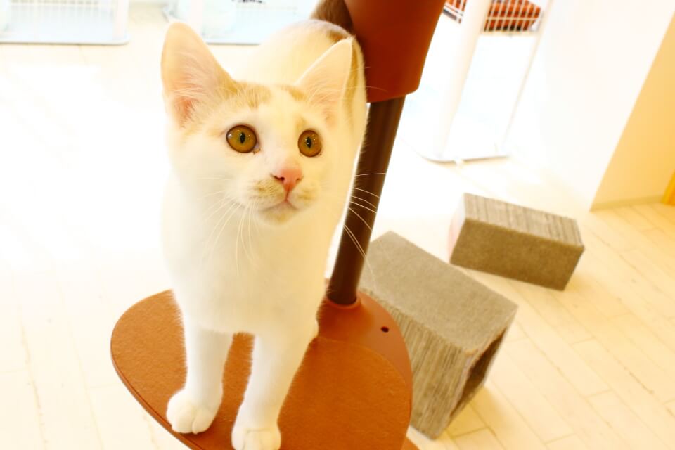 トリミング&ホテル アラモードcat トリミング&ホテル アラモードcat