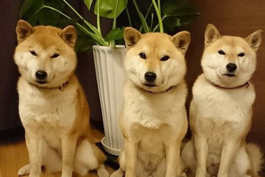 画像説明 画像説明