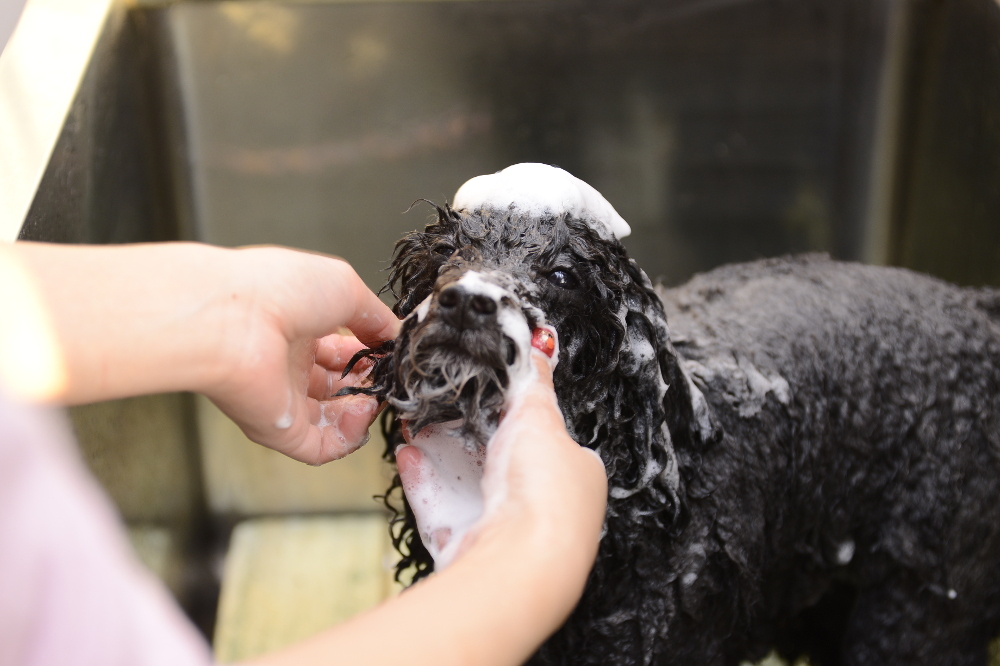petsalon naity. petsalon naity.