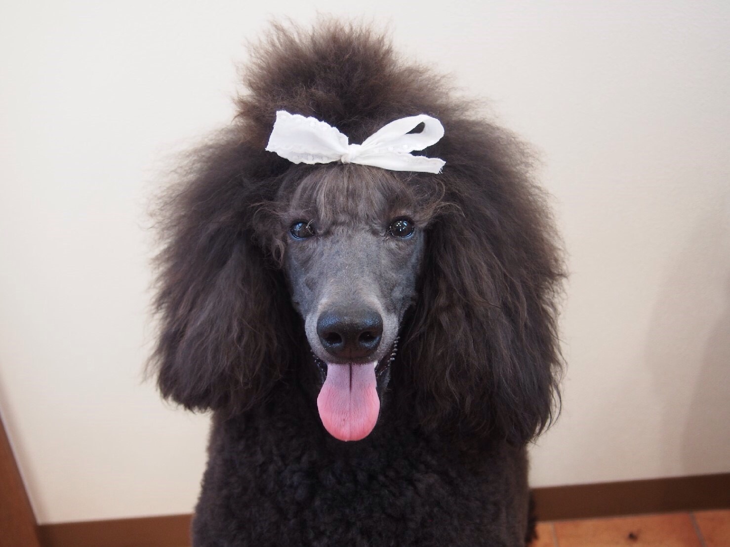 Dog salon ANELA Dog salon ANELA