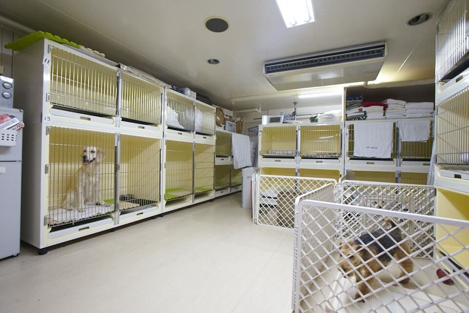 Pet shop mogoo Pet shop mogoo